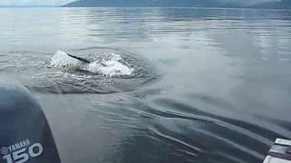 Amazing Whale Watching Tour with Orcas in Juneau AK [upl. by Adivad162]