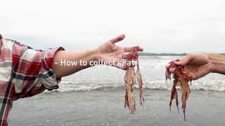 How to collect seaweeds [upl. by Eissirk]