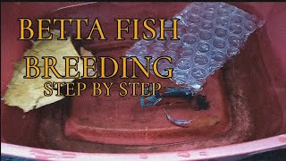 Betta Fish Breeding Step By Step  Tagalog [upl. by Annavoig]