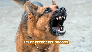 Ley de perros peligrosos por qué es insuficiente y cuál puede ser una alternativa [upl. by Sylvan936]