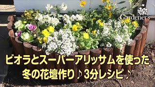 ♪ 冬の花壇作り3分レシピ ♪ビオラとスーパーアリッサムを使った花壇作り [upl. by Napas]