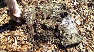 Cleaning Out The Worm Farm  Wisconsin Garden Video Blog 375 [upl. by Ennad18]