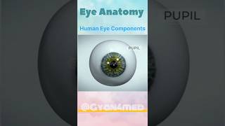 Human Eye Anatomy [upl. by Brause]