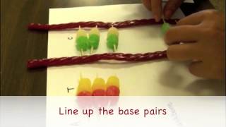 Gumdrop DNA Activity [upl. by Mccarthy573]