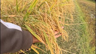 Paddy Ready for Threshing of My Field [upl. by Lenes]