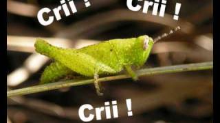 Grilo cri cri [upl. by Riffle]