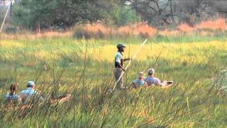 Botswana safari highlights Okavango Delta Central Kalahari Moremi Game Reserve [upl. by Anaujik]