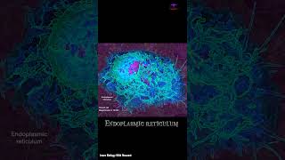 Endoplasmic Reticulum Short Intro  cytology [upl. by Greenquist]