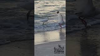 Snowy Egret Fishing on the Shore and Pecking at a White Ibis  Slow Motion Video [upl. by Ynamad274]