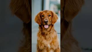 Golden Retriever Portraits dogphotography streetportraits streetphotography 85mm dogportraits [upl. by Gnak]