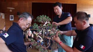 Bonsai demo by Kim Seok Ju and Her Youn Hang [upl. by Vincents]