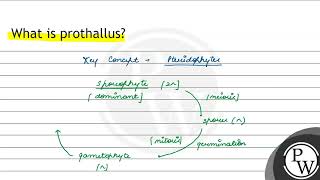 What is prothallus [upl. by Borlase]