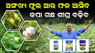 Cotton farming in odisha କପା ଗଛ ର ଉଚ୍ଚତା ବଢିବ ପ୍ରବଳ କପା ଫଳିବ Kapa chasa odia  My desi farm [upl. by Oinafipe]