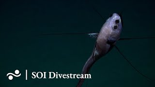 Seamount SyGR2 unnamed and unexplored  SOI Divestream 657 [upl. by Adok]