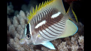 Chevron Butterflyfish  Chaetodon trifascialis [upl. by Enaerb]