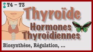 Thyroïde et Hormones Thyroïdiennes  Métabolisme Régulation Hyperthyroïdie et Hypothyroïdie [upl. by Lemuelah]