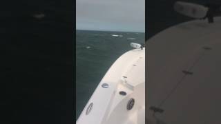 Sportsman 247 Masters handling very rough seas [upl. by Madai]