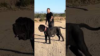 The Giant Neapolitan Mastiff Bebé [upl. by Bob888]