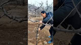 Pulling branches of peach trees process [upl. by Nylirej86]