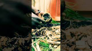 Growing Lemon Grass 🍋 🌾 gardentips garden gardening [upl. by Allsopp]