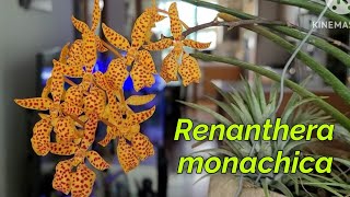 Renanthera monachica первое домашнее цветение [upl. by Tayib]