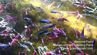 Malawi cichlid breeding farm [upl. by Ellenwahs]