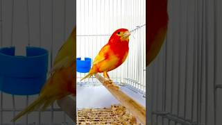 “Experience the Blissful Melody of a Red Canary” canarybirdsinging canarysounds canary [upl. by Olaf80]