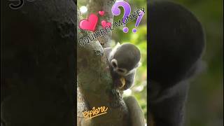 Cute SQUIRREL MONKEY Melts Hearts In Under 60 Seconds Shorts [upl. by Ahsiened983]