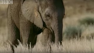 Orphaned Baby Elephant Struggles To Survive  BBC [upl. by Coniah]