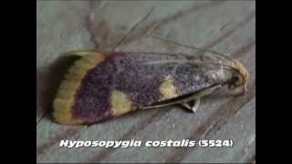 Part 4 Common Pyralid Moths Family Pyralidae [upl. by Zales]