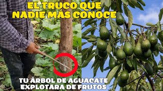 ¿No da frutos tu árbol de aguacate haz este truco y veras como explotara de frutos en poco tiempo [upl. by Xilef]