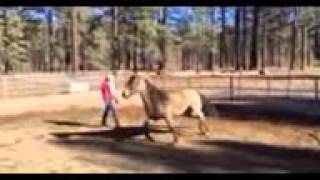 Gaited Horse Training with AA Ranch  Anza CA [upl. by Magnien]