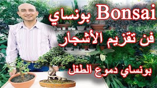 فن تقزيم الاشجار تقزيم نبتة دموع الطفل بونساي The Art of Bonsai How to Create Jade Bonsai [upl. by Einre]