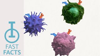 IOU Youtube How do CCR2 and CCR5 promote immunosuppression [upl. by Lekram]