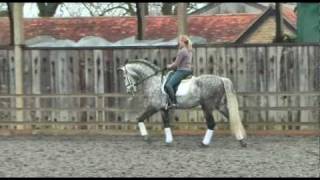 Hannah Biggs trains her Spanish dressage stallion TRAILER [upl. by Shellans]