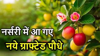 अभी ले आइये नर्सरी से ये पौधे  New Rare Fruit Plants in Nursery  Nursery Visit🌱🍇 [upl. by Enomys]