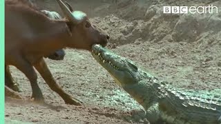 The Nile Crocodile vs Buffalo  Wild Africa  BBC Earth [upl. by Ellehcsar]