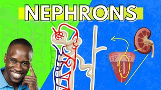 The Structure and Function of the Nephron  Made Easy  Kidney Function [upl. by Vince]