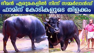 Crores of income gained from Kollam Summerland farm giant buffalos  Haritham Sundharam EP 302 [upl. by Dimitri]