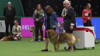 Crufts 2017  Best of Breed winner Marian Giannattasio and eurasier Teddy [upl. by Nutsud]