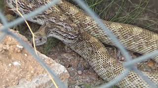 Big Rat Snake in My Yard [upl. by Enaile549]