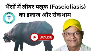 भैंसों में लीवर फ्लूक Fascioliasis का इलाज और रोकथाम  पशु पालन GNP Sir [upl. by Ytirev]