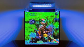 The BEST Nano Reef Tank Ive Seen 20 Gallon Aquarium [upl. by Dail754]