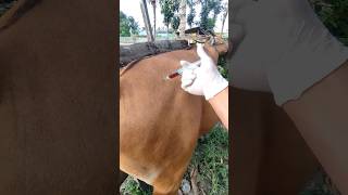 Cattle Ke Injection lagane Ka tarika 💉 shorts vet cow [upl. by Breh82]