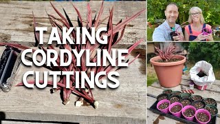 Taking Cordyline Cuttings An Experiment ✂️🌿 [upl. by Nesyaj]