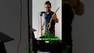 Revolutionize Moringa Tree Sales at The Farmers Market amp Ship without Soil or Pot [upl. by Karolina]