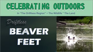 Beaver Feet  Celebrating Outdoors With Driftless Nature And Wildlife [upl. by Assenaj]