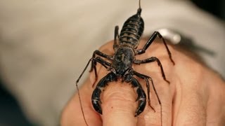 6 Vinegarroon Scorpion Facts amp Care Tips  Pet Tarantulas [upl. by Bonar]