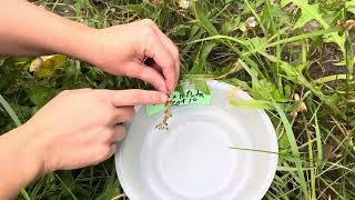 How to harvest Inflated Tobacco Lobelia inflata seeds [upl. by Emirac]