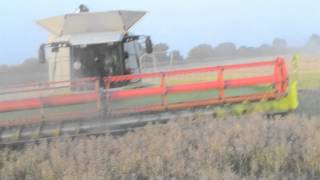 Żniwa 2012 rzepak  Harvest 2012 Colza  Claas lexion 600580 John Deere Hawe [upl. by Leimad]